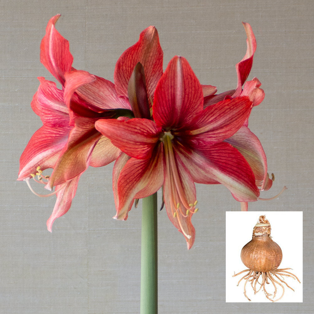 Amaryllis 'Pink Amazone,' one bulb in linen bag