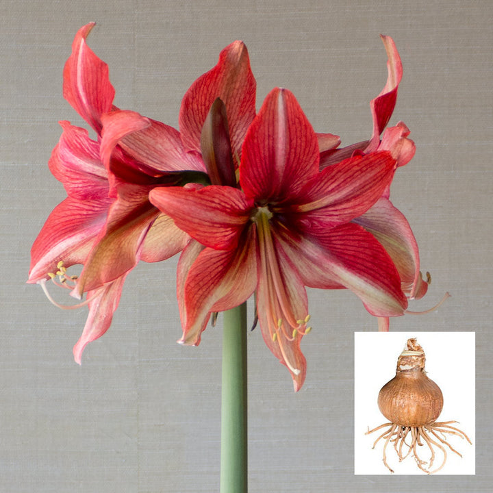 Amaryllis 'Pink Amazone,' one bulb in linen bag
