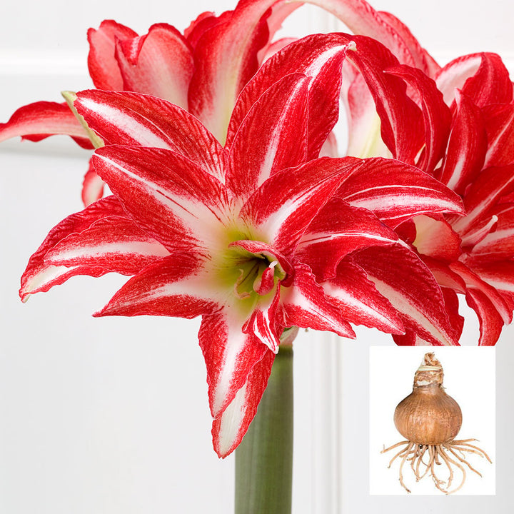Amaryllis 'Splash,' one bulb in linen bag