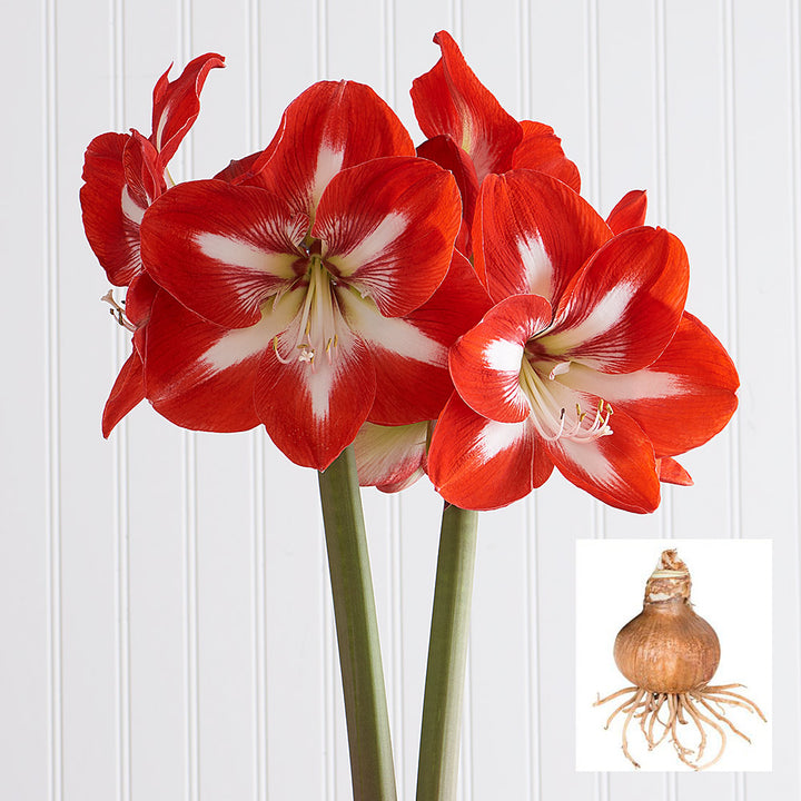 Amaryllis 'Stargazer,' one bulb in linen bag