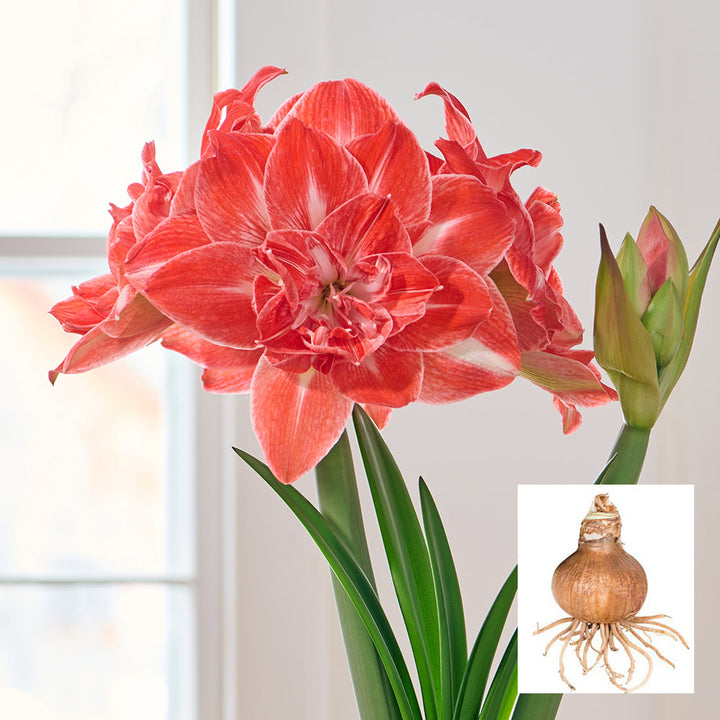 Amaryllis 'Sunshine Nymph,' one bulb in linen bag