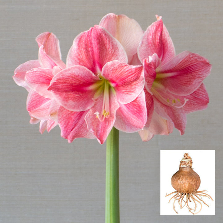Amaryllis 'Sweet Cream,' one bulb in linen bag