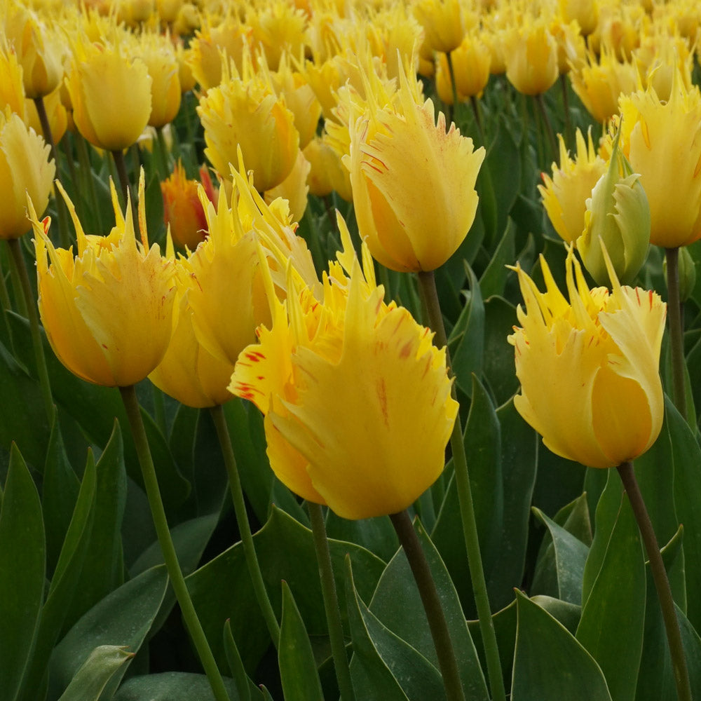 Tulip 'Golden Leo'