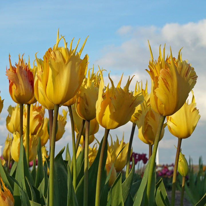 Tulip 'Golden Leo'