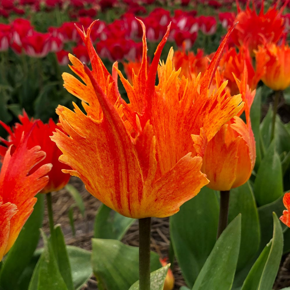 Tulip 'Beauty of Leo'