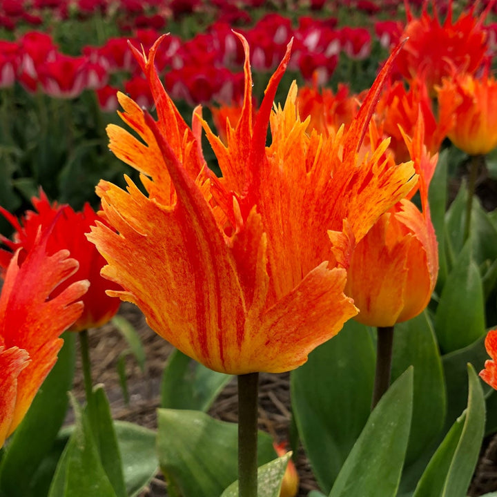 Tulip 'Beauty of Leo'