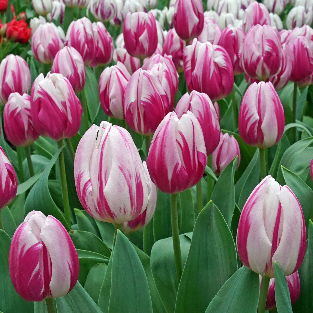 Tulip 'Bojangles'