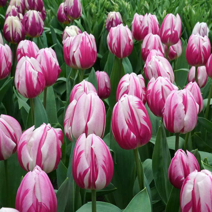 Tulip 'Bojangles'