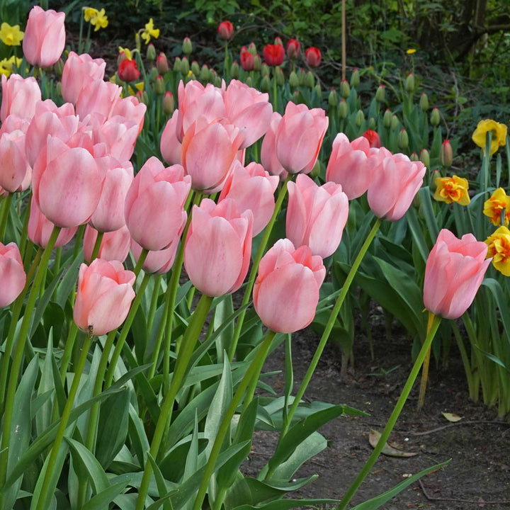 Tulip 'Bella Blush'