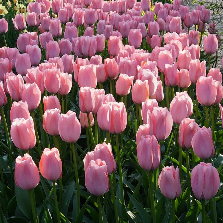 Tulip 'Bella Blush'