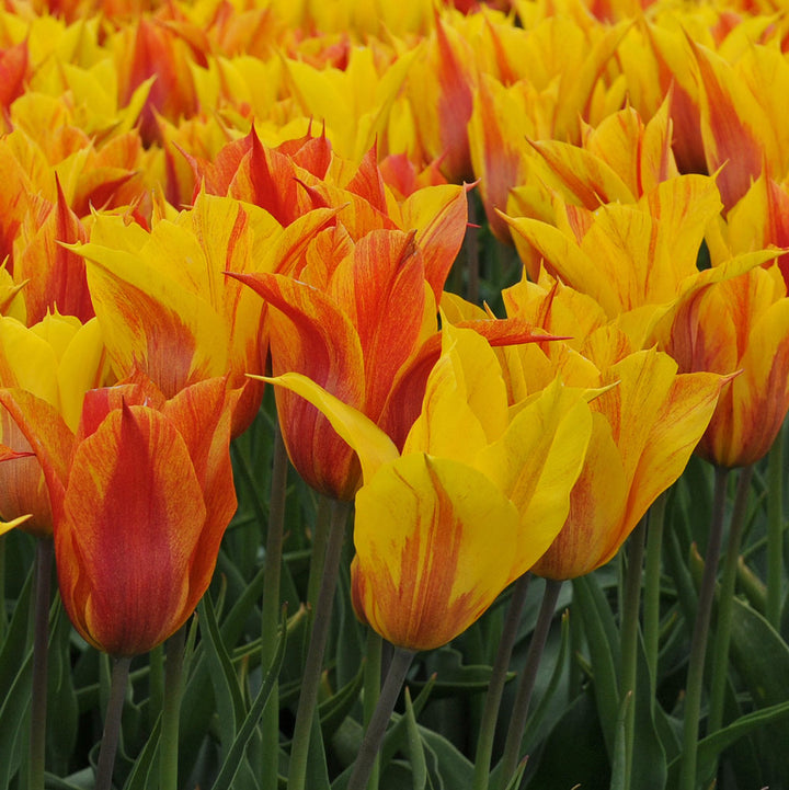 Tulip 'Vendee Globe'