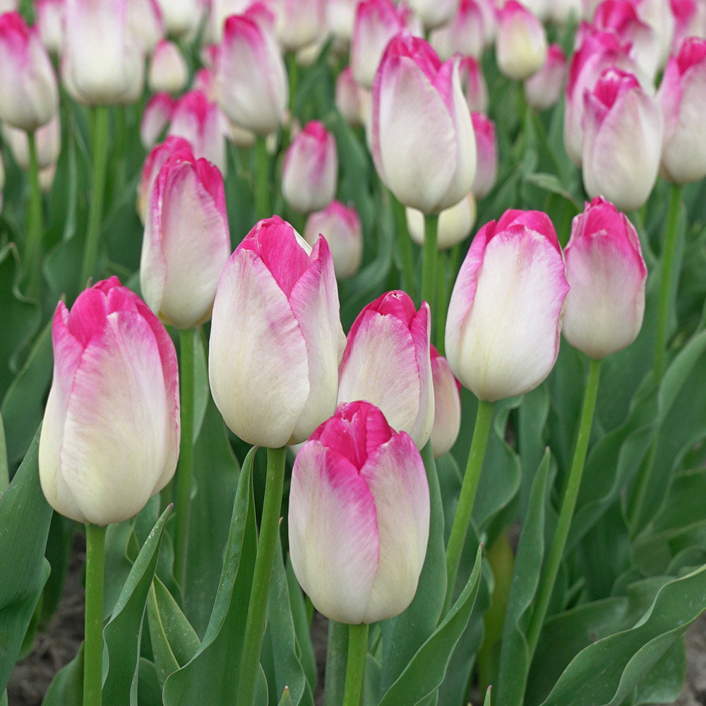 Tulip 'Supri Erotic'