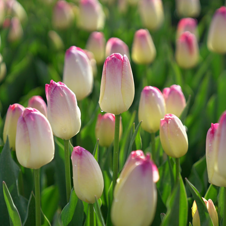 Tulip 'Supri Erotic'