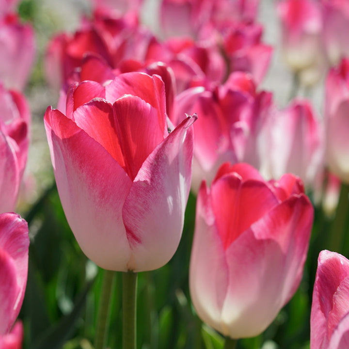 Tulip 'Supri Erotic'