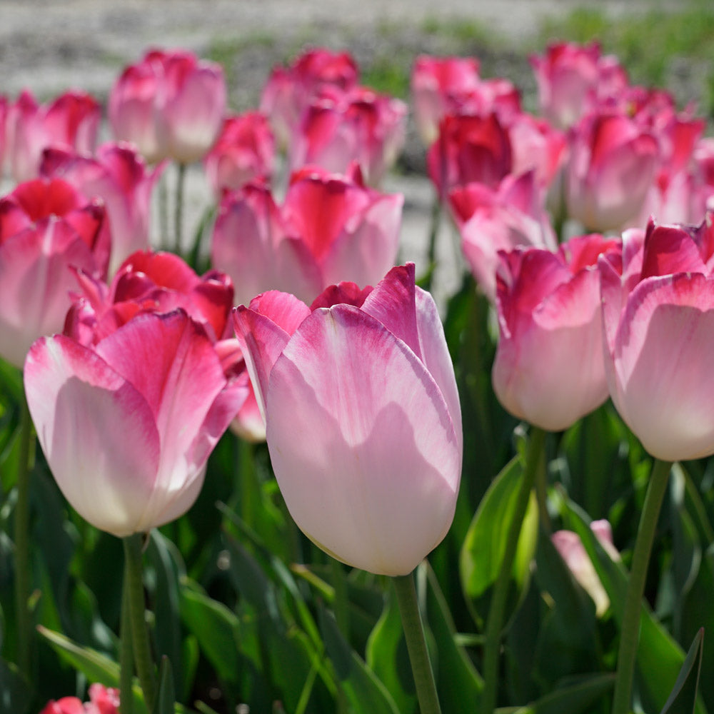 Tulip 'Supri Erotic'