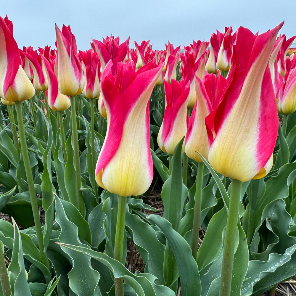 Tulip 'Love Story'