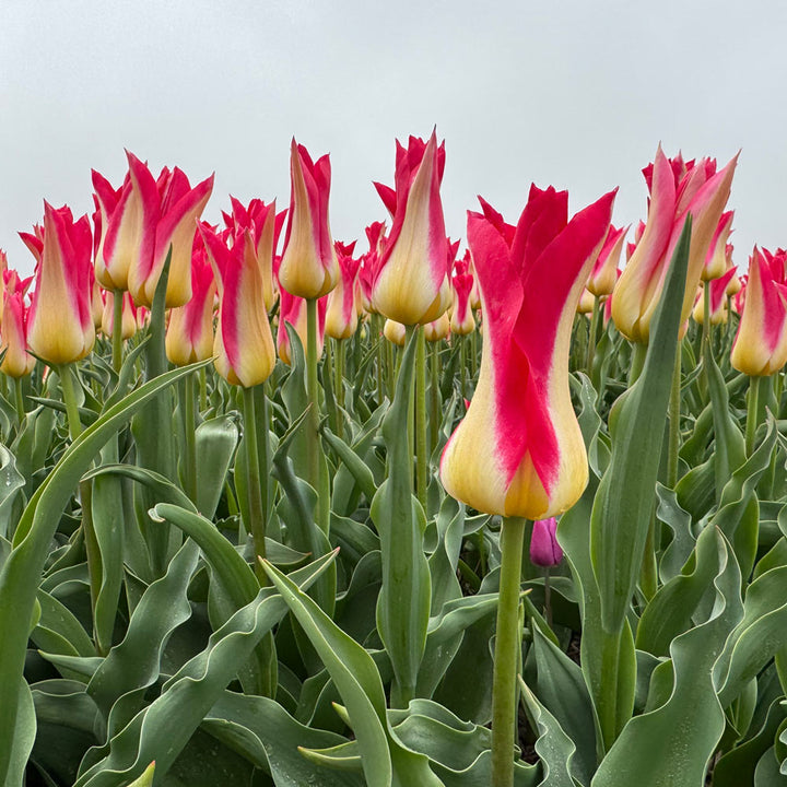 Tulip 'Love Story'
