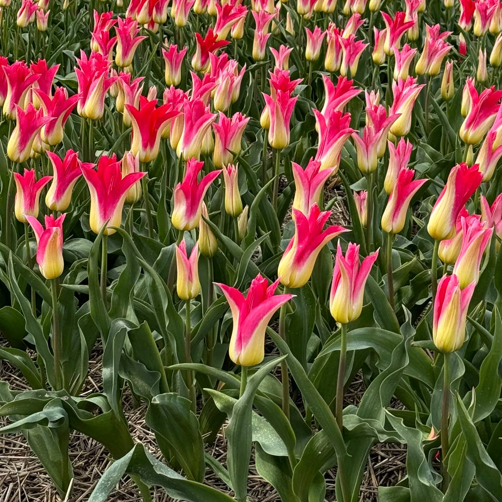 Tulip 'Love Story'