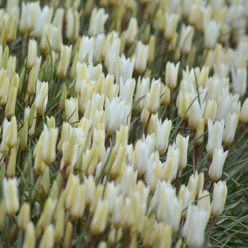 Tulip 'Sylvia'