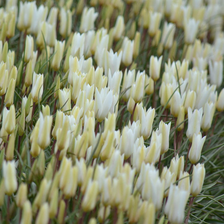Tulip 'Sylvia'