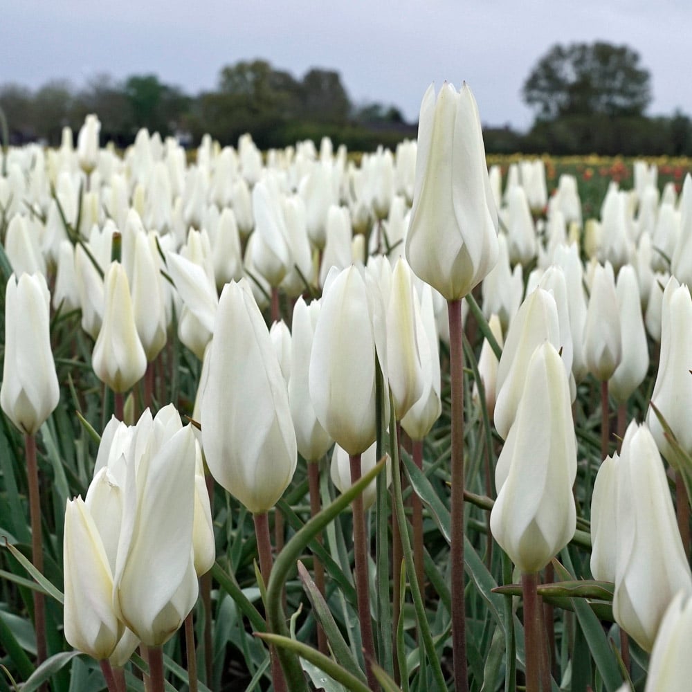 Tulip 'Sylvia'
