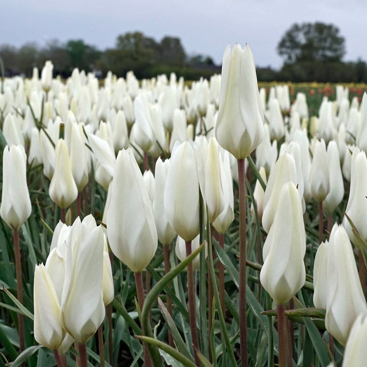 Tulip 'Sylvia'