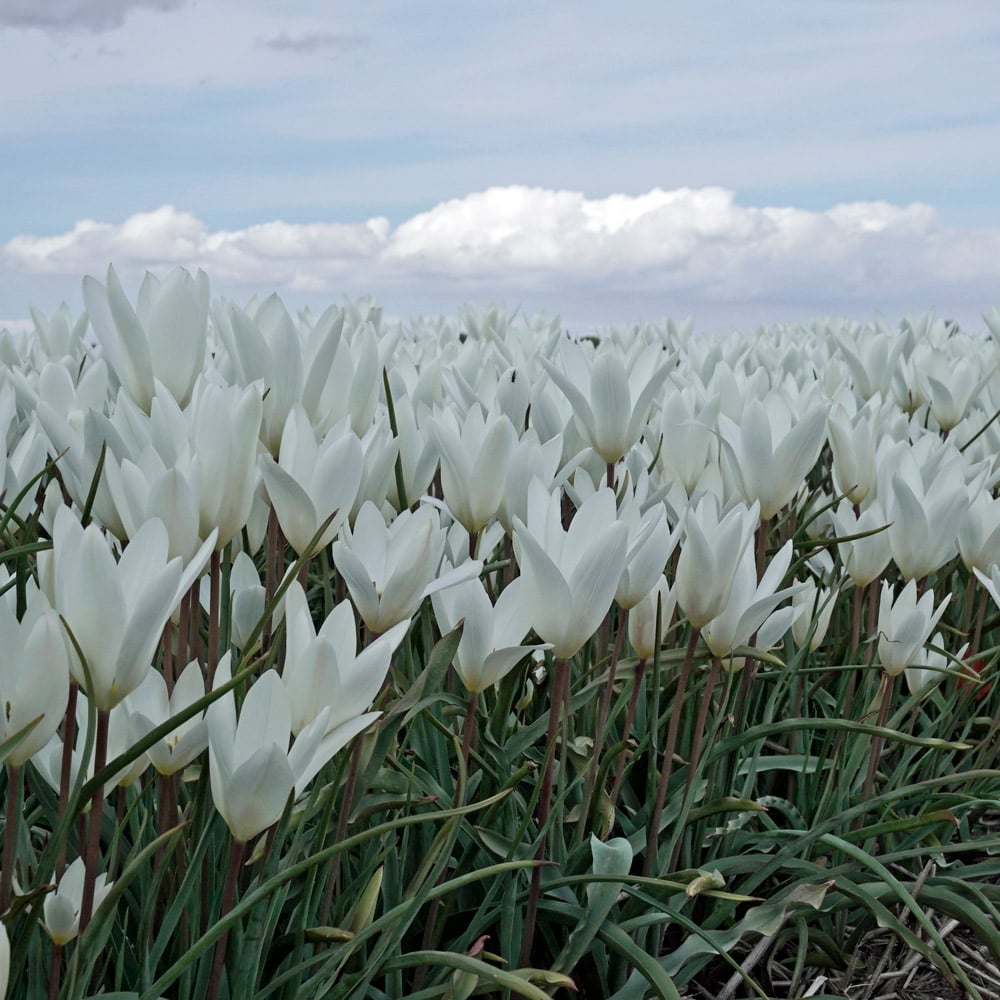 Tulip 'Sylvia'