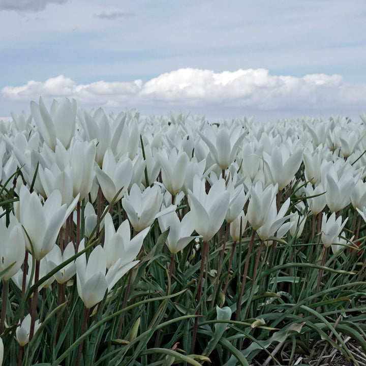 Tulip 'Sylvia'