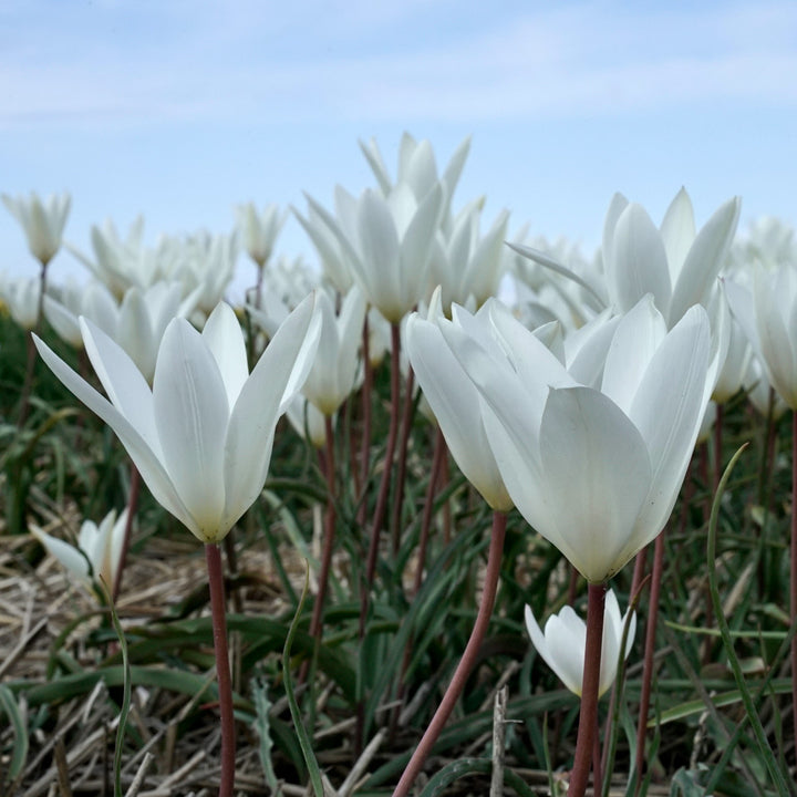 Tulip 'Sylvia'