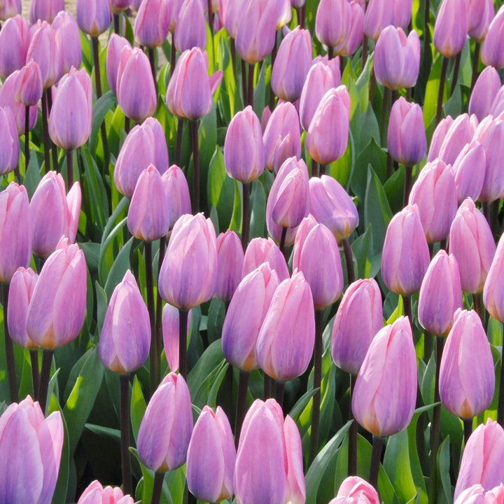 Tulip 'Light and Dreamy'