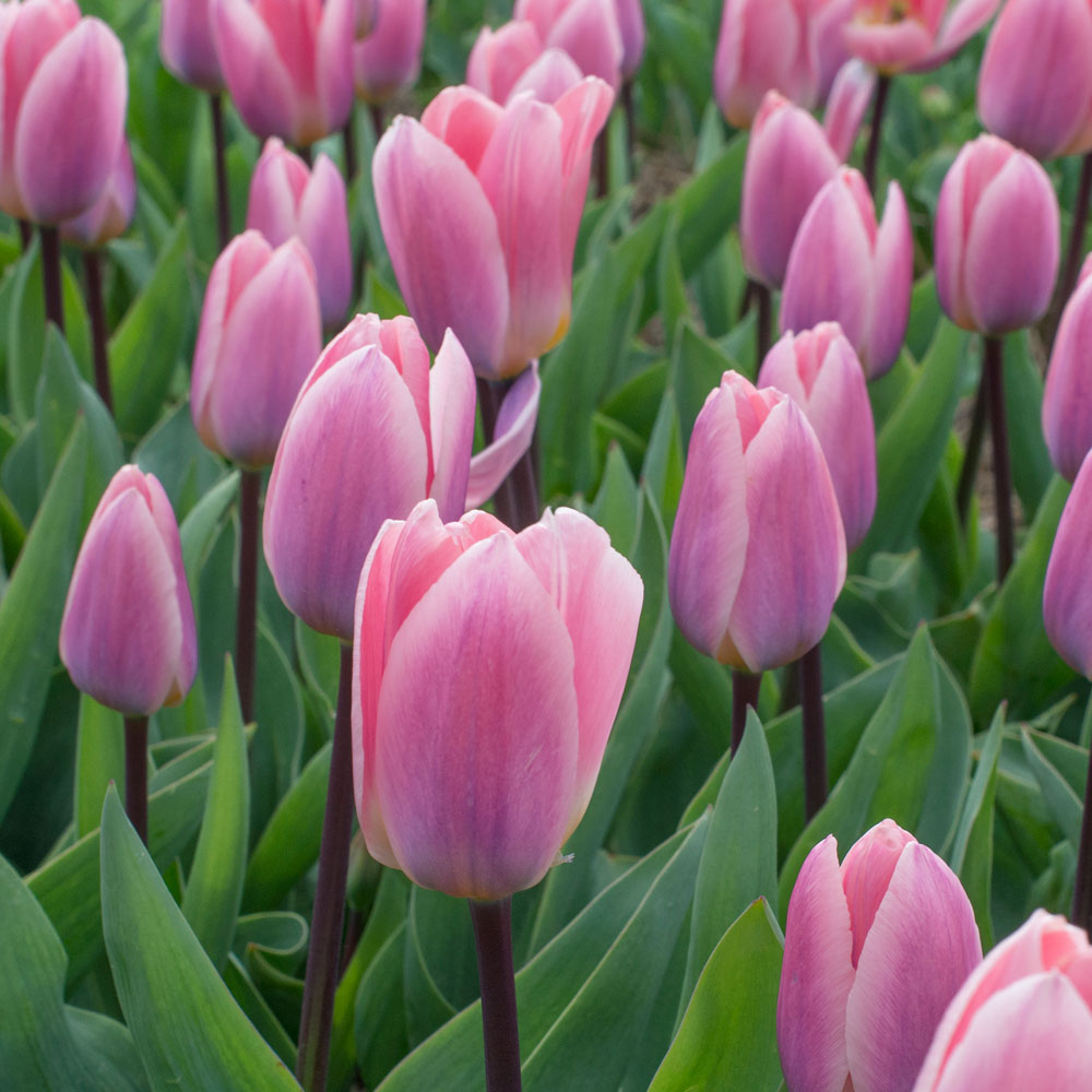 Tulip 'Light and Dreamy'