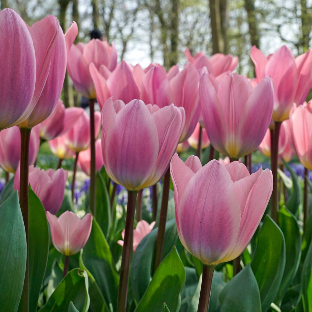 Tulip 'Light and Dreamy'