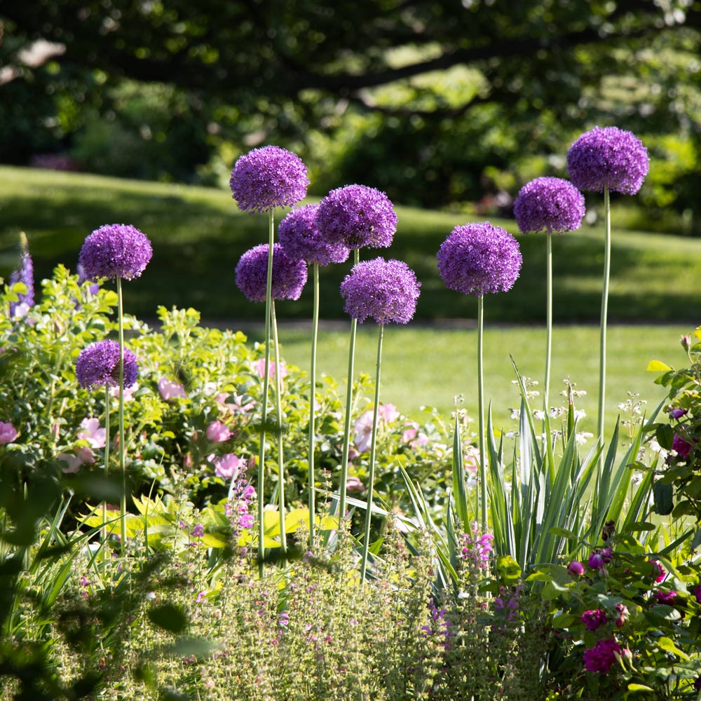 Allium 'Ambassador'