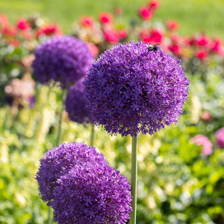 Allium 'Ambassador'