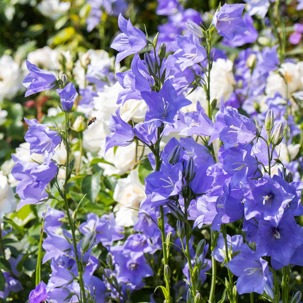 Campanula persicifolia 'Telham Beauty'