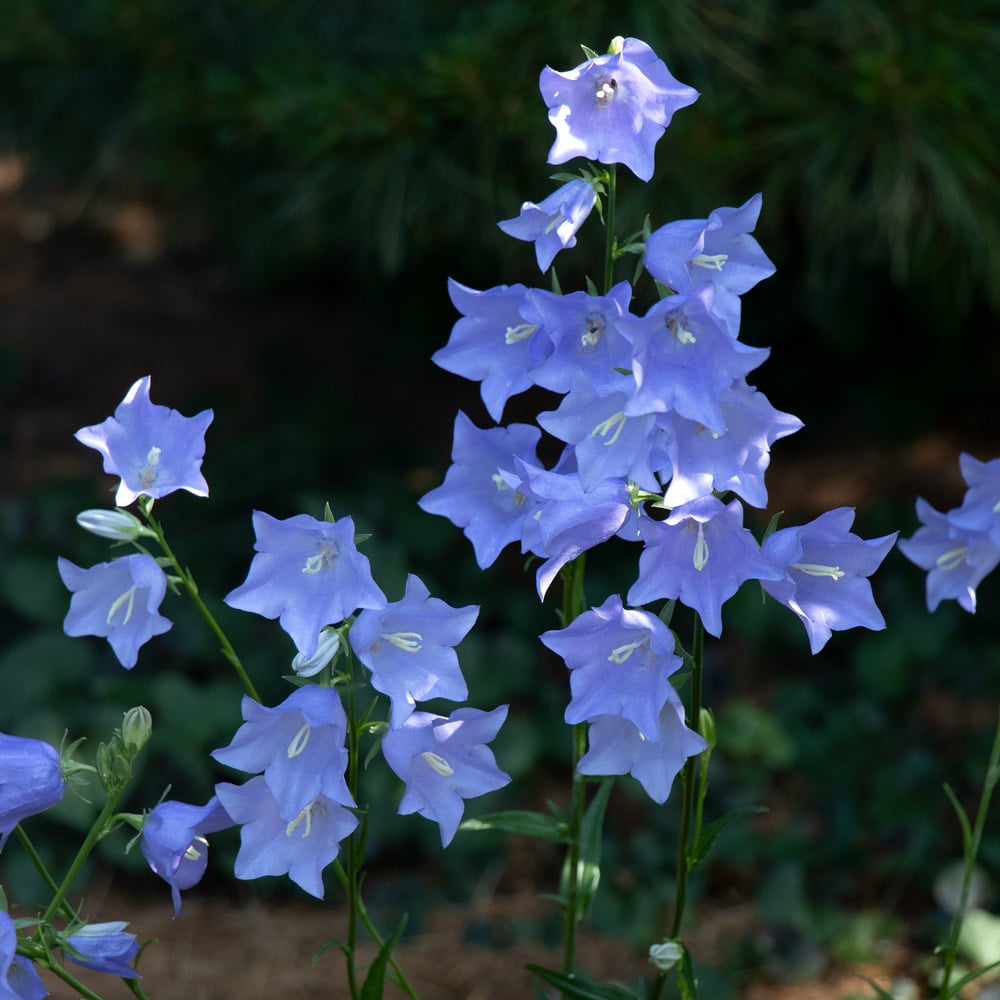 Campanula persicifolia 'Telham Beauty'
