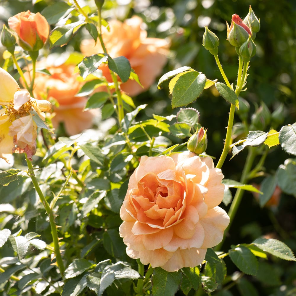 Rose At Last®