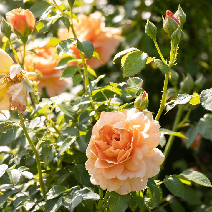 Rose At Last®