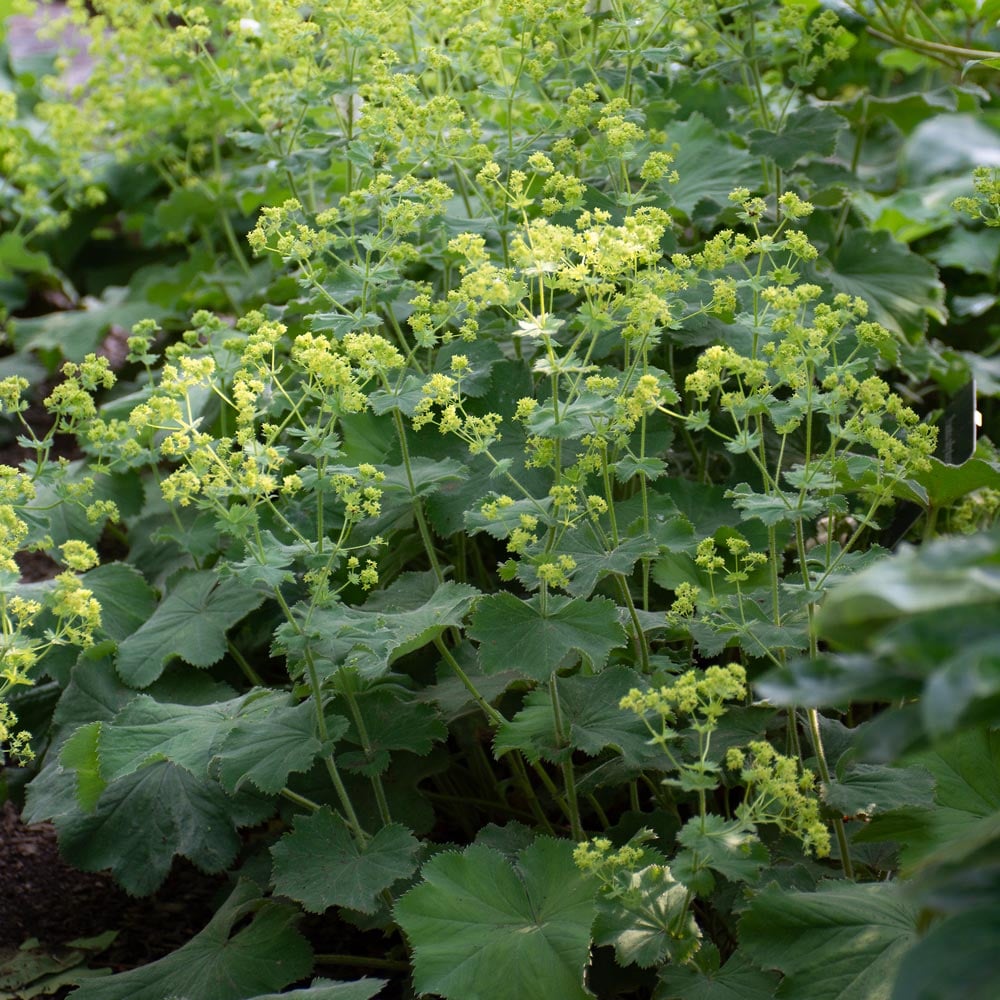 Alchemilla mollis