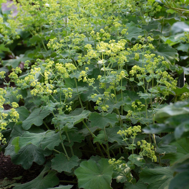 Alchemilla mollis