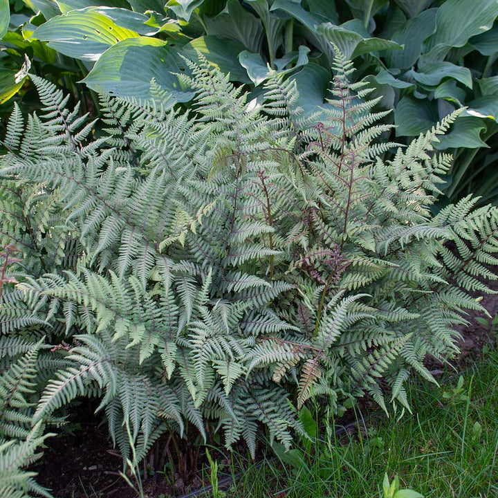 Athyrium 'Ghost'