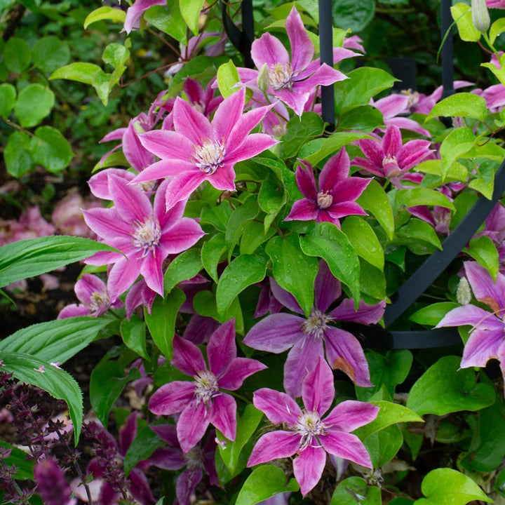 Clematis Poseidon™ Boulevard®