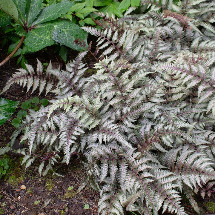 Athyrium niponicum var. pictum