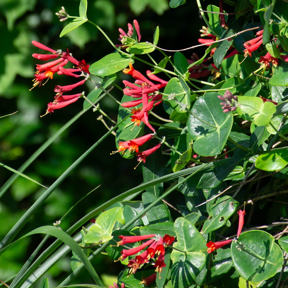 Lonicera sempervirens 'Major Wheeler'