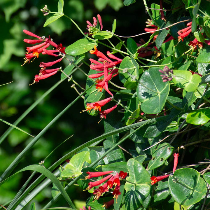 Lonicera sempervirens 'Major Wheeler'