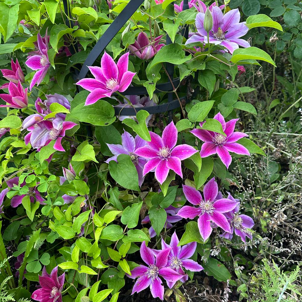 Clematis Poseidon™ Boulevard®