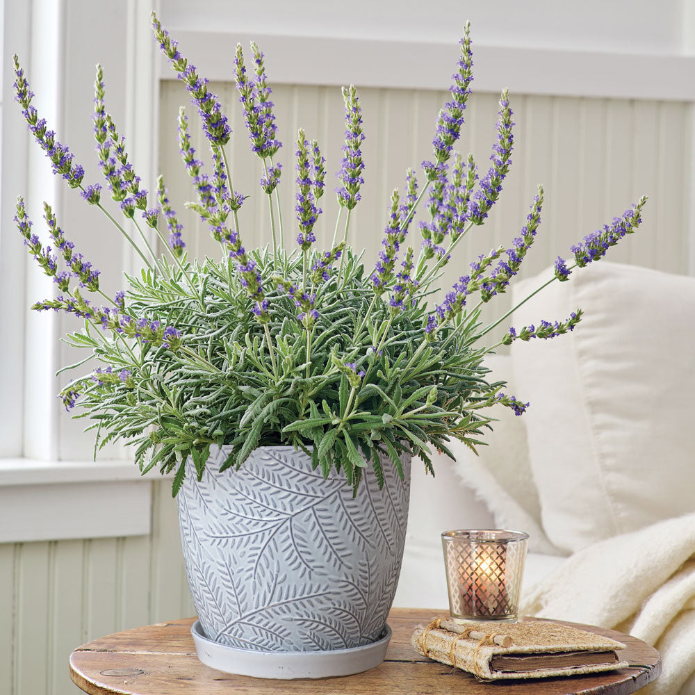 Lavender 'Goodwin Creek Grey' in gray ceramic cachepot