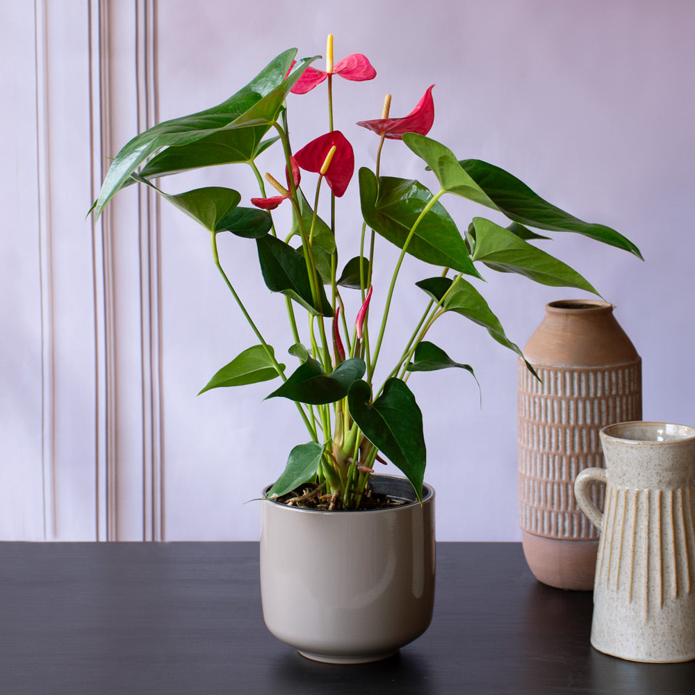 Pink Anthurium in taupe ceramic cachepot