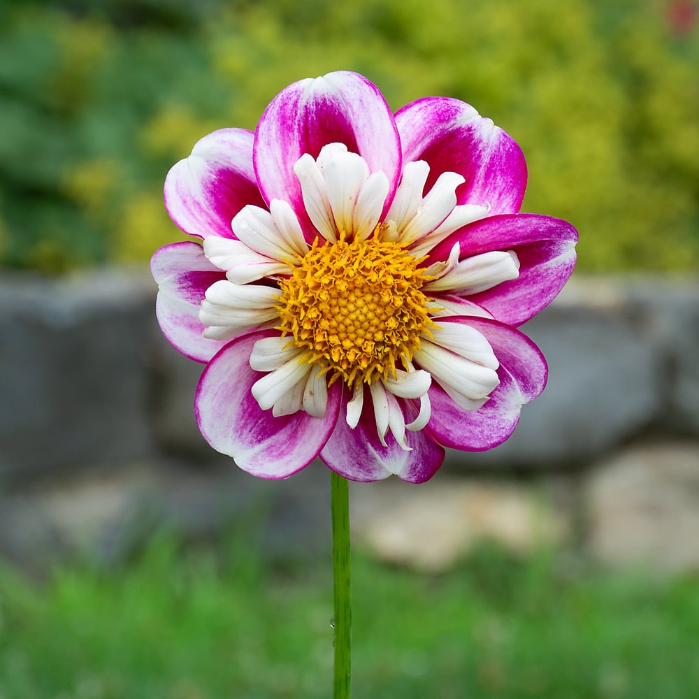 Dahlia 'Bumble Rumble'