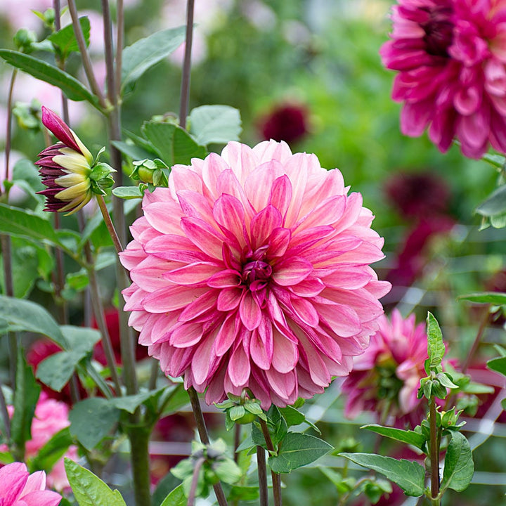 Dahlia 'Bacardi'